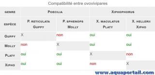 Compatibilit entre guppy, molly, platy, xipho