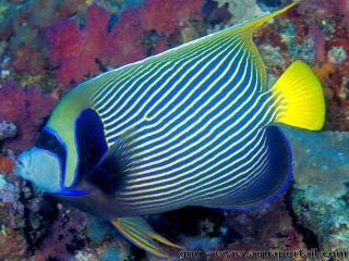 Grand Pomacanthus imperator adulte et mature