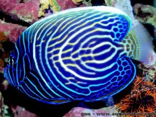 Pomacanthus imperator subadulte