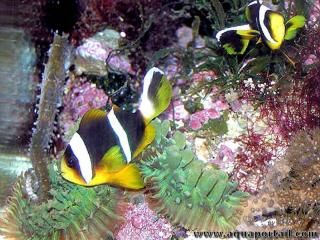 Amphiprion allardi dans l'anmone Rhodactis sanctithomae