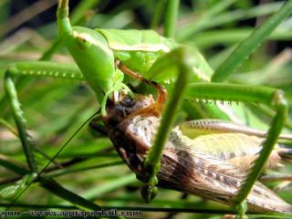 La magicienne Saga pedo est un insecte carnivore