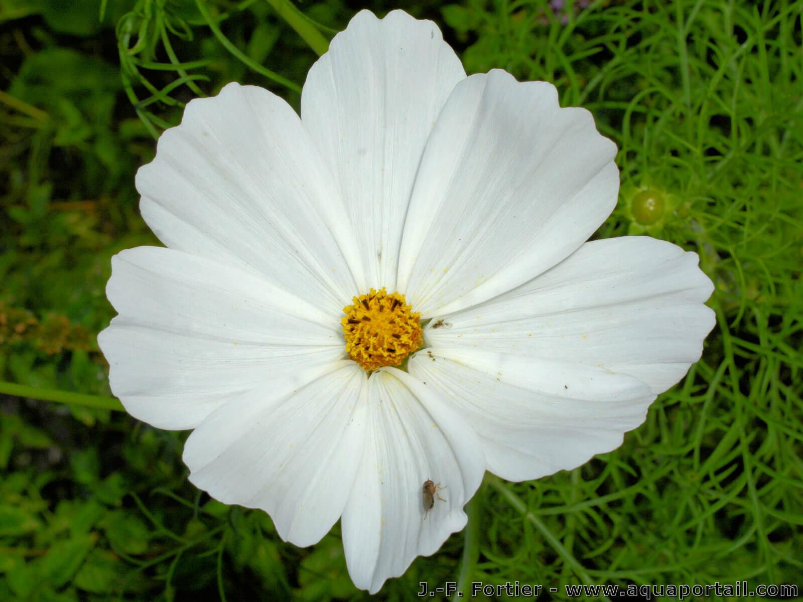 Cosmos bipinnatus (Cosmos des jardins) – AquaPortail