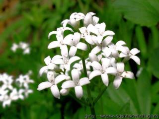 Fleur blanche de l'asprule odorante
