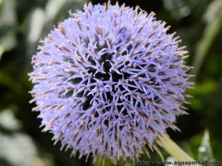 Le capitule d'Azurite, Echinops ritro