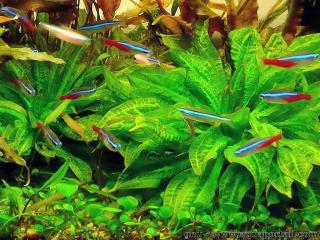 La planta Echinodorus parviflorus con neones azules