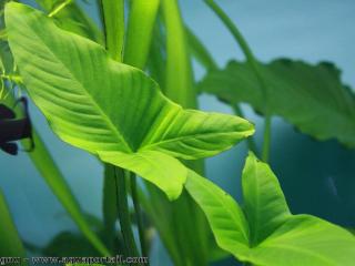 Las hojas de la Anubias gracilis