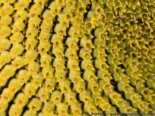 Le capitule d'un tournesol avec des centaines de fleurons tubuls jaune