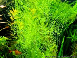 El Eleocharis Vivparo, Eleocharis vivipara, en un acuario