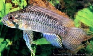 Macho azul de Apistogramma sororcula de Guapor