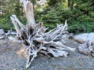 Un tronc complet de bois flott