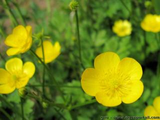 Ranunculaceae (espèce Ranunculus repens)