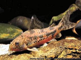 Un Corydoras paleatus poivr-marbr mle en aquarium