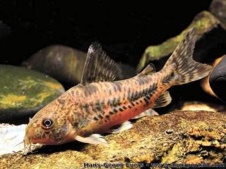 Un Corydoras paleatus poivr-marbr mle en aquarium