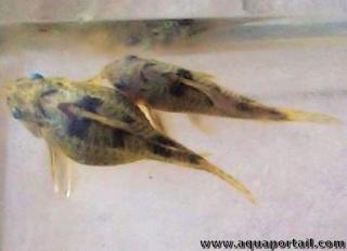 Un couple mle et femelle de Corydoras poivrs marbrs