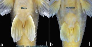 Le dimorphisme sexuel entre mle et femelle de Corydoras froehlichi