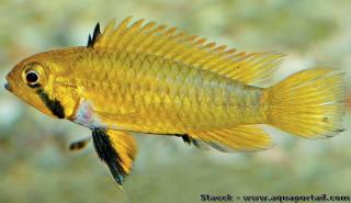 Una hembra de Apistogramma sororcula