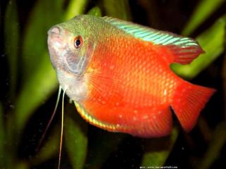 Un gourami nain avec les mmes couleurs que Colisa chuna