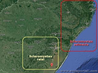 La rpartition gographique Scleromystax reisi et salmacis