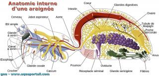 L'araigne et son anatomie interne