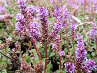 Nombreux plants de Rotala rotundifolia en fleurs