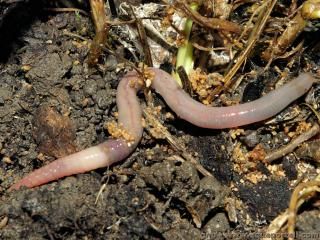Clitellata (especie Lumbricus terrestris)