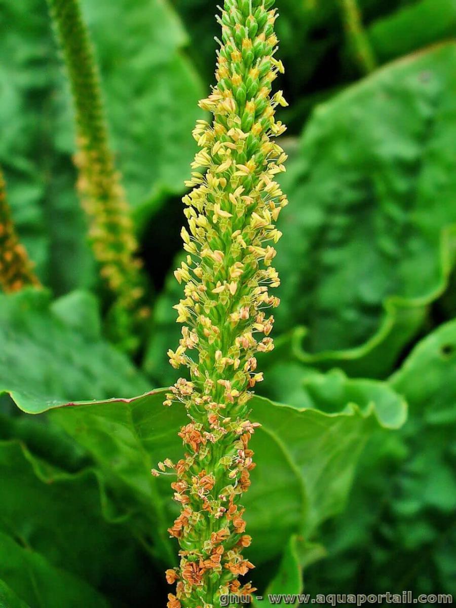 Plantago major Atropurpurea - Grand plantain pourpre - Vivace