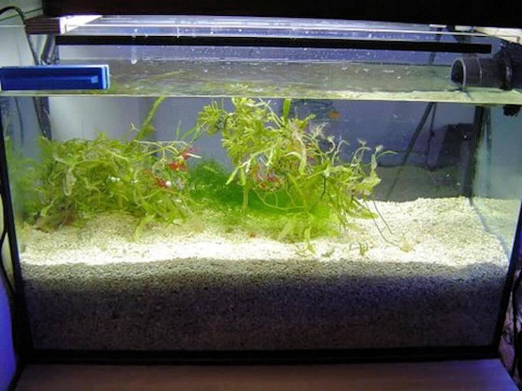 Installer un bac berlinois Aquarium récifal / aquarium marin