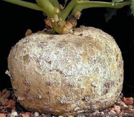 Le caudex de la plante Jatropha cathartica