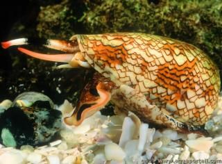 Le cne Conus textile, appel la toison d'or