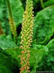 Les fleurs et fruits du grand plantain
