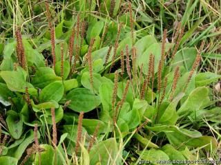 Le grand plantain en pleine floraison