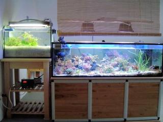 Un aquarium marin complet avec plnum Jaubert