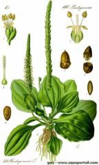 Dtails de Plantago major sur une planche naturaliste