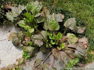 Un cultivar pourpre de Plantago major