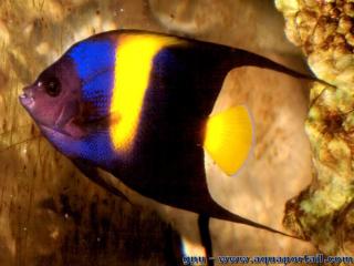 Un poisson-ange demi-lune Pomancanthus asfur juvnile