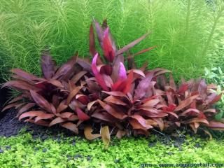 Plantar Alternathera rubra en un acuario plantado