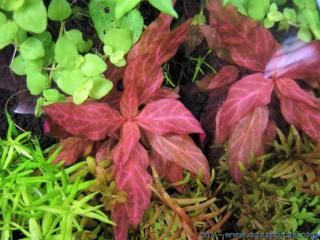 Grupo de Alternanthera rubra con hojas rojas