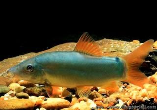 Una locha azul Botia Yasuhikotakia modesta 