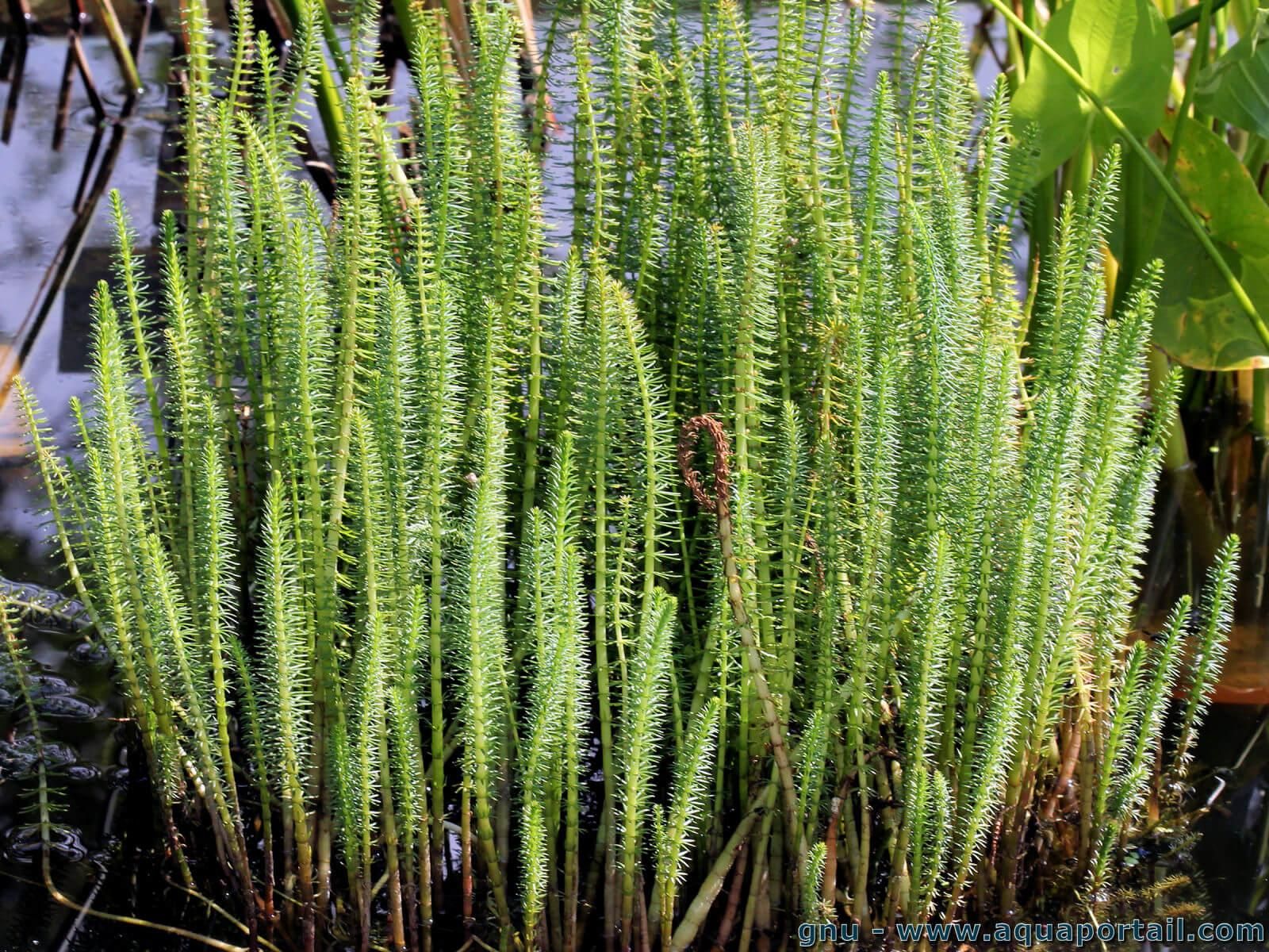La Pesse D eau Hippuris Vulgaris La Pesse D eau Hippuris Vulgaris