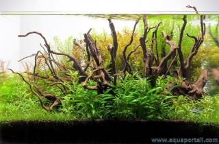 Un aquarium naturel avec bois et plantes