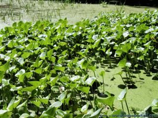 Des Calla palustris avec des Lemna minor en marcage