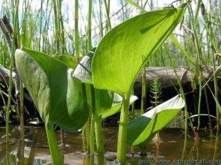 Dtails du feuillage de Calla palustris