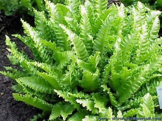 La fougre scolopendre Asplenium scolopendrium