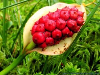 Le fruit  baies rouge de Calla palustris