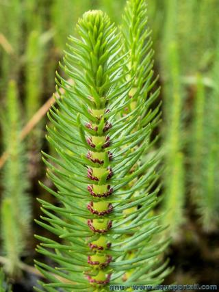 Gros plan sur la tige avec feuilles et graines de Hippuris vulgaris