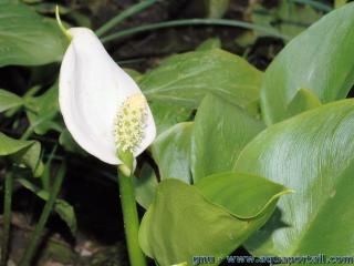 La fleur blanche du Calla des marais