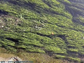 Herbier de Vallisneria spiralis en rivire