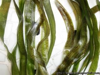 Feuilles de Vallisneria spiralis tiger