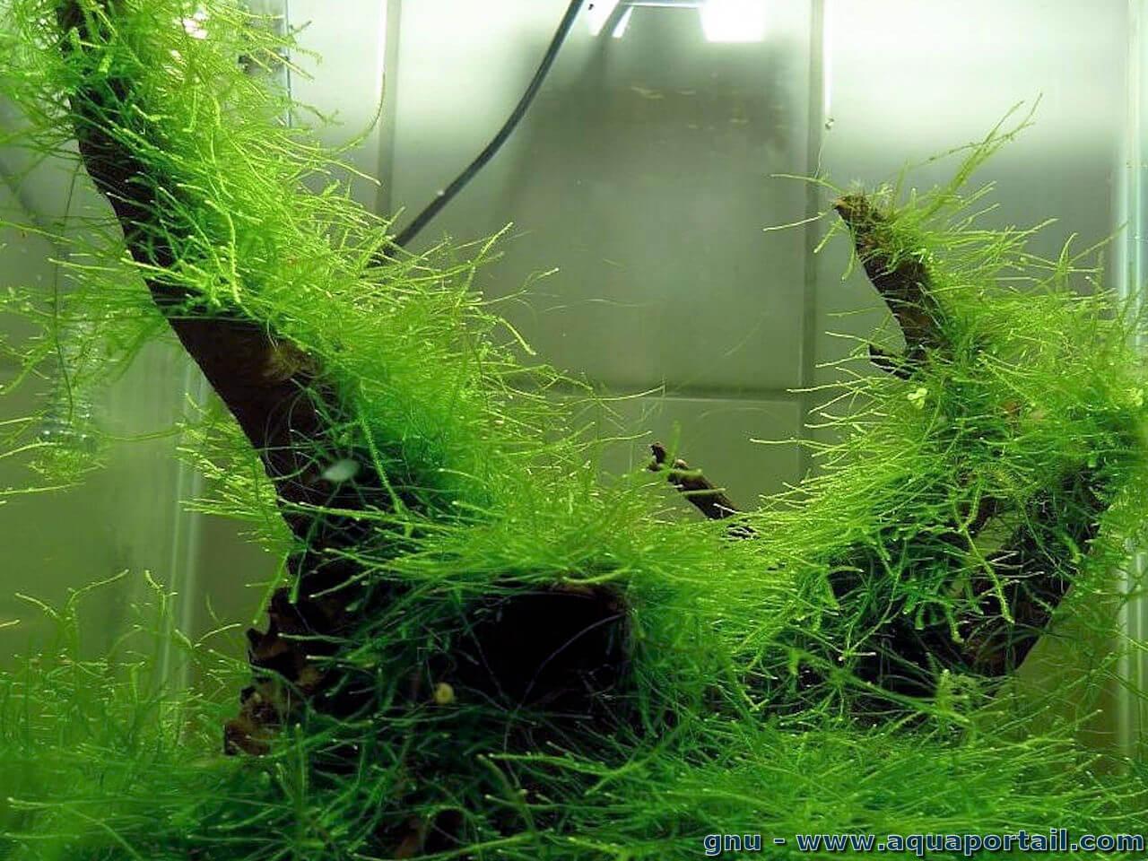 Bienvenue dans notre aquarium!: La mousse de Java : plante facile