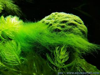 Des algues filamenteuses en aquarium